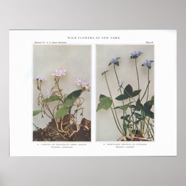 Carolina or Wide-Leaved Spring Beauty Poster (Front)