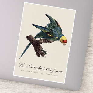 Carolina parakeet, Conuropsis carolinensis