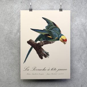 Carolina parakeet, Conuropsis carolinensis Poster