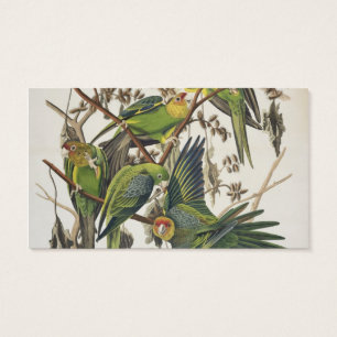 Carolina Parakeet, from 'Birds of America', 1829