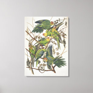Carolina Parakeet, from 'Birds of America', 1829 Canvas Print