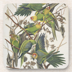 Carolina Parakeet, from 'Birds of America', 1829 Coaster