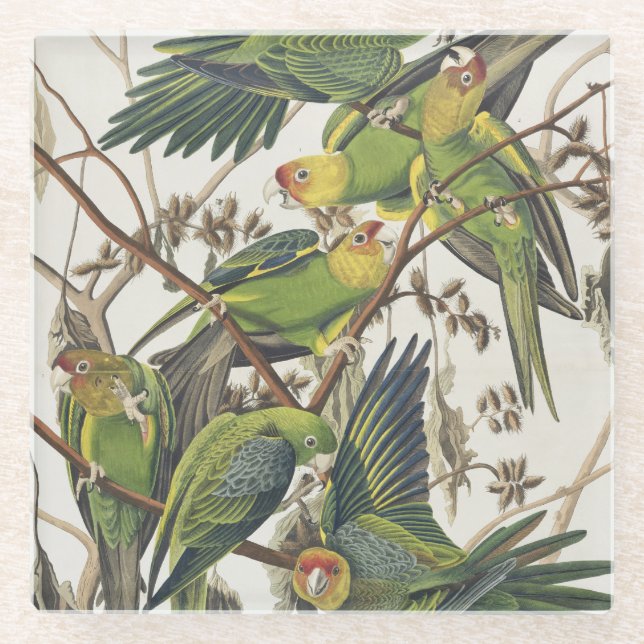 Carolina Parakeet, from 'Birds of America', 1829 Glass Coaster (Front)