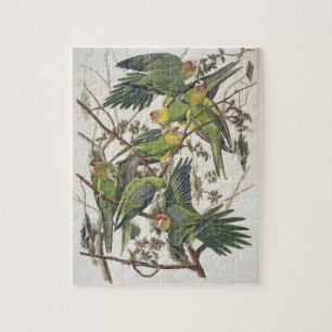 Carolina Parakeet, from 'Birds of America', 1829 Jigsaw Puzzle