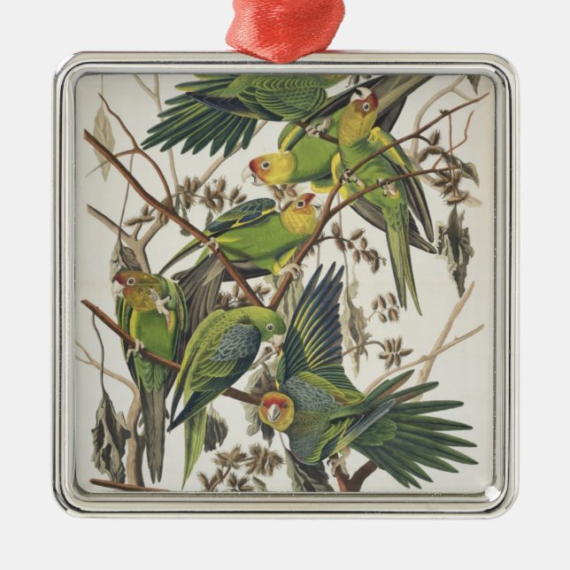 Carolina Parakeet, from 'Birds of America', 1829 Metal Tree Decoration (Front)