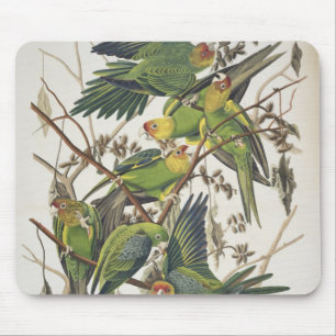 Carolina Parakeet, from 'Birds of America', 1829 Mouse Mat