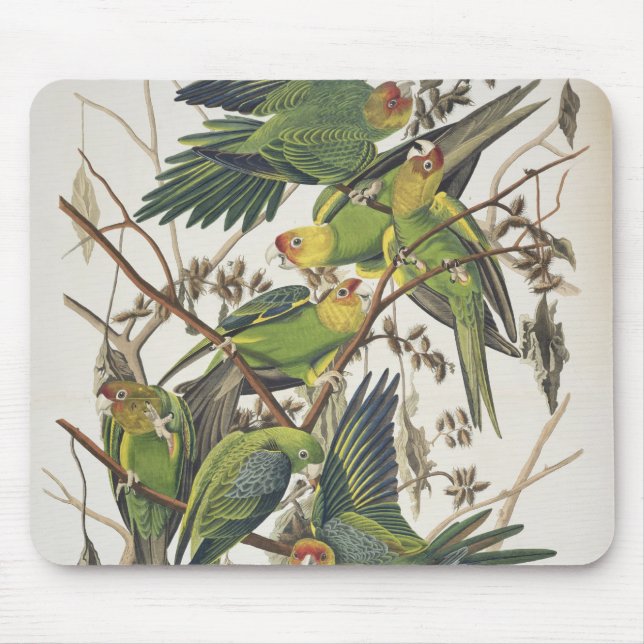 Carolina Parakeet, from 'Birds of America', 1829 Mouse Mat (Front)