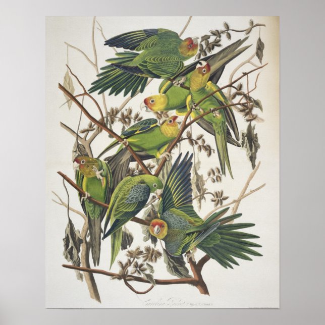 Carolina Parakeet, from 'Birds of America', 1829 Poster (Front)