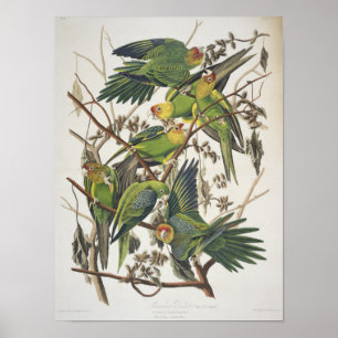 Carolina Parakeet, from 'Birds of America', 1829 Poster