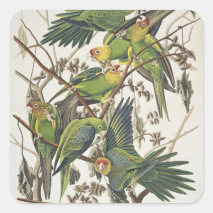 Carolina Parakeet, from 'Birds of America', 1829 Square Sticker