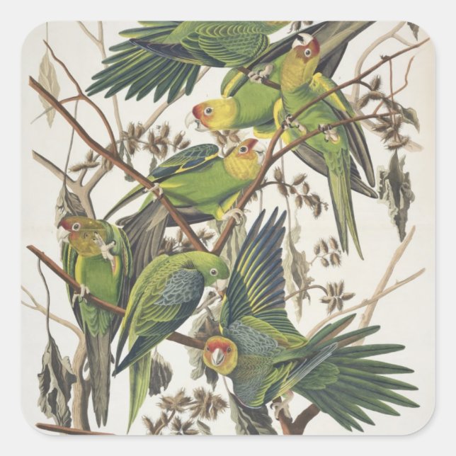 Carolina Parakeet, from 'Birds of America', 1829 Square Sticker (Front)