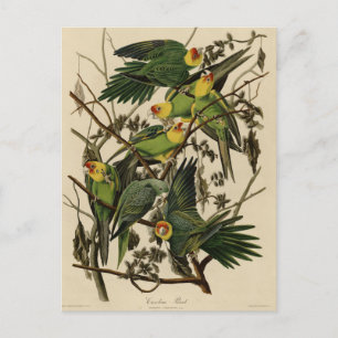 Carolina Parrot from Audubon's Birds of America Postcard