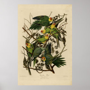 Carolina Parrot from Audubon's Birds of America Poster