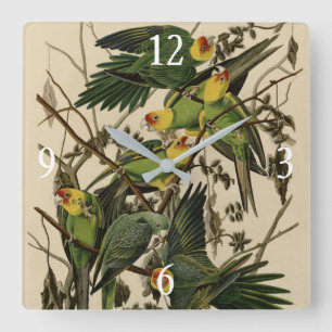 Carolina Parrot from Audubon's Birds of America Square Wall Clock
