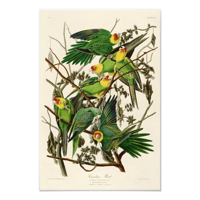 Carolina Parrot John Audubon Birds of Ameria Photo Print (Front)