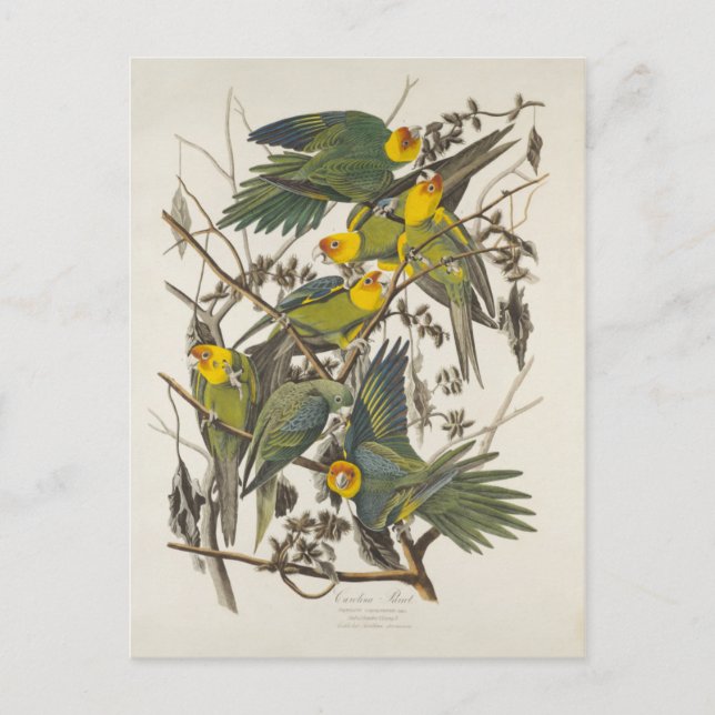Carolina Parrot - John James Audubon (1827-1838) Postcard (Front)
