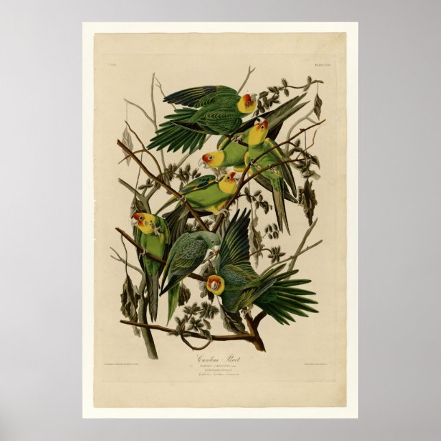 Carolina Parrot Poster (Front)
