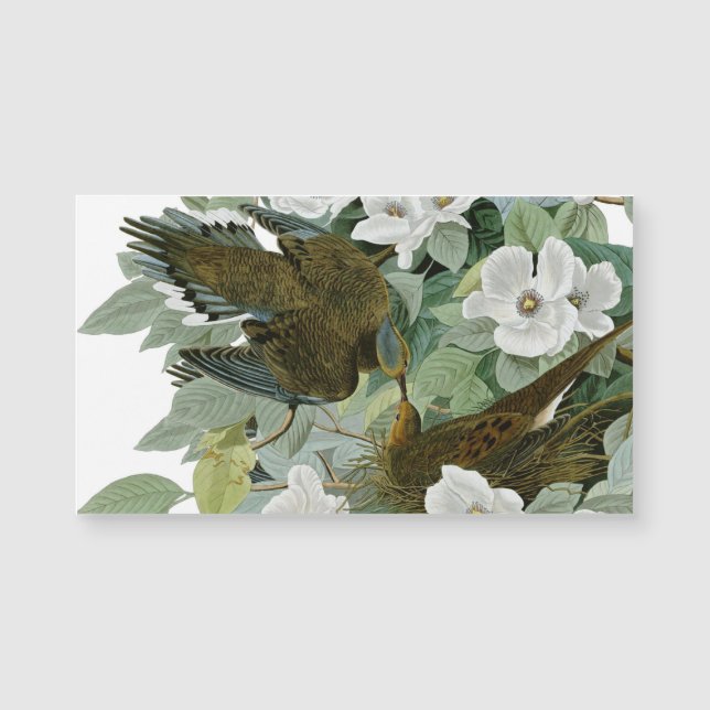 Carolina Pigeon Audubon Morning Dove Bird (Front)