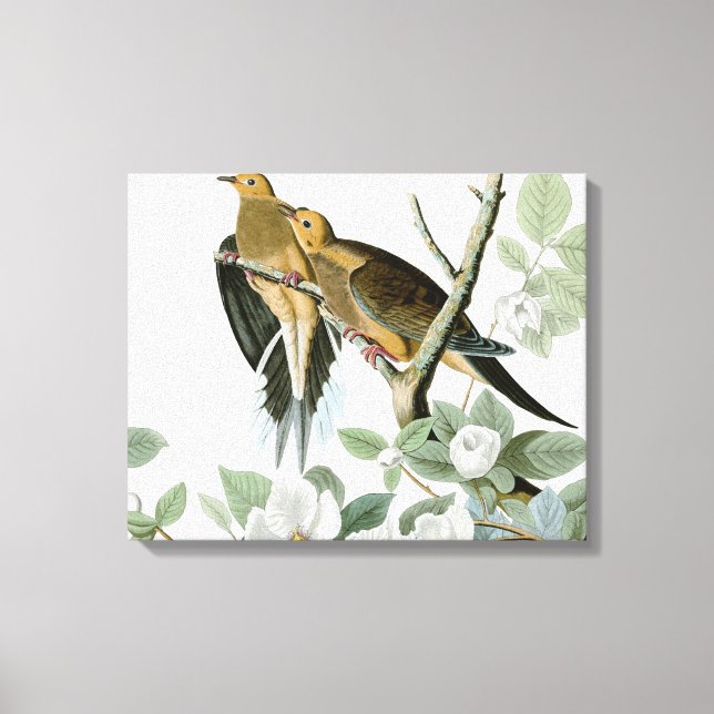 Carolina Pigeon Audubon Morning Dove Bird Canvas Print (Front)