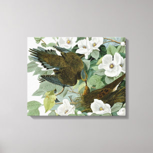 Carolina Pigeon Audubon Morning Dove Bird Canvas Print