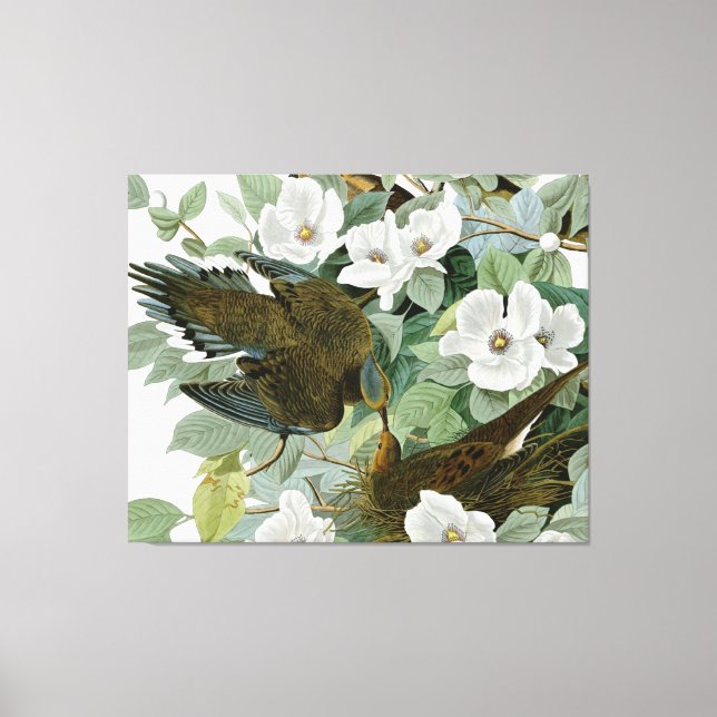 Carolina Pigeon Audubon Morning Dove Bird Canvas Print (Front)