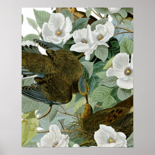 Carolina Pigeon Audubon Morning Dove Bird Poster