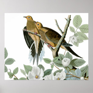Carolina Pigeon Audubon Morning Dove Bird Poster