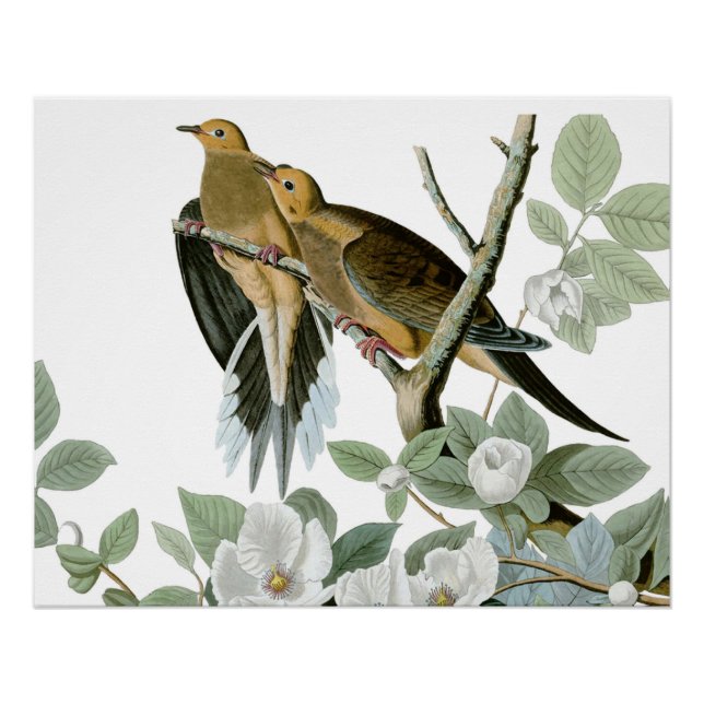 Carolina Pigeon Audubon Morning Dove Bird Poster (Front)