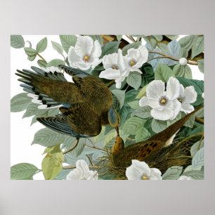 Carolina Pigeon Audubon Morning Dove Bird Poster