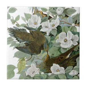 Carolina Pigeon Audubon Morning Dove Bird Tile