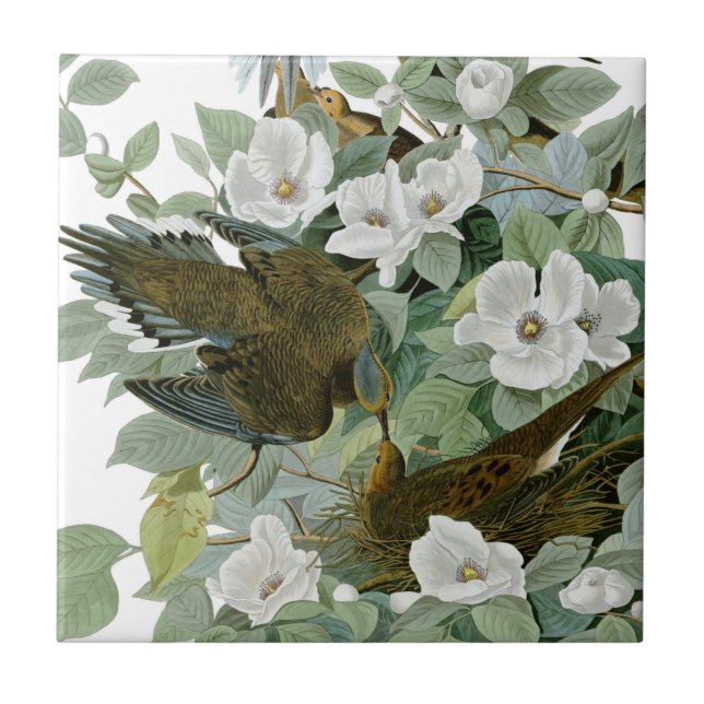 Carolina Pigeon Audubon Morning Dove Bird Tile (Front)