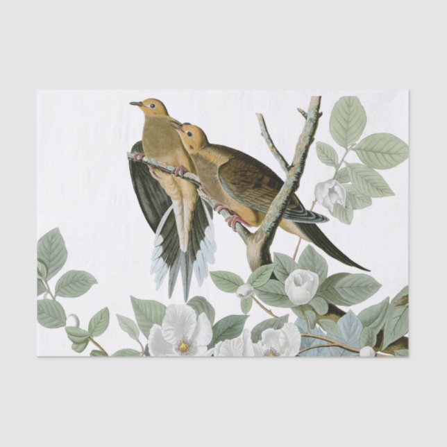 Carolina Pigeon Audubon Morning Dove Bird Tissue Paper (Front)
