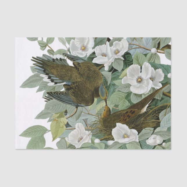Carolina Pigeon Audubon Morning Dove Bird Tissue Paper (Front)