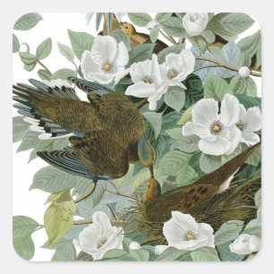 Carolina Pigeon Audubon Morning Dove Square Sticker