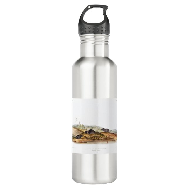 Carolina Shrew House Mouse Girl Boy Room 710 Ml Water Bottle (Front)