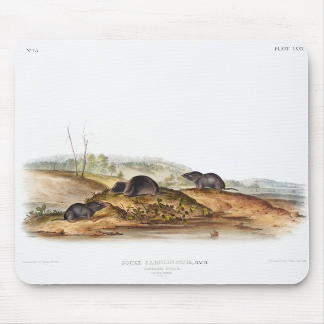 Carolina Shrew House Mouse Girl Boy Room Mouse Mat (Front)