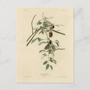 Carolina Titmouse from Audubon's Birds of America Postcard