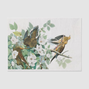 Carolina Turtle Dove, Birds of America by John Jam Tissue Paper