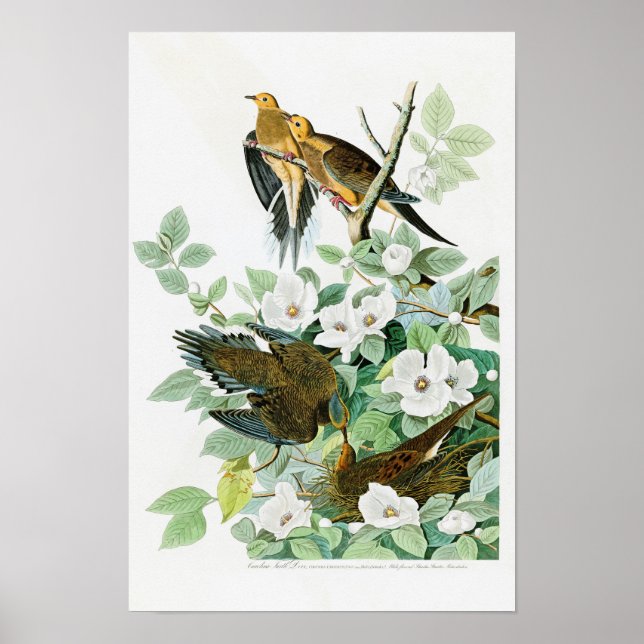 Carolina Turtle Dove John Audubon Birds of America Poster (Front)