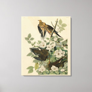 Carolina Turtle Dove Mourning Dove Audubon's Birds Canvas Print