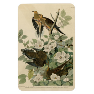 Carolina Turtle Dove Mourning Dove Audubon's Birds Magnet