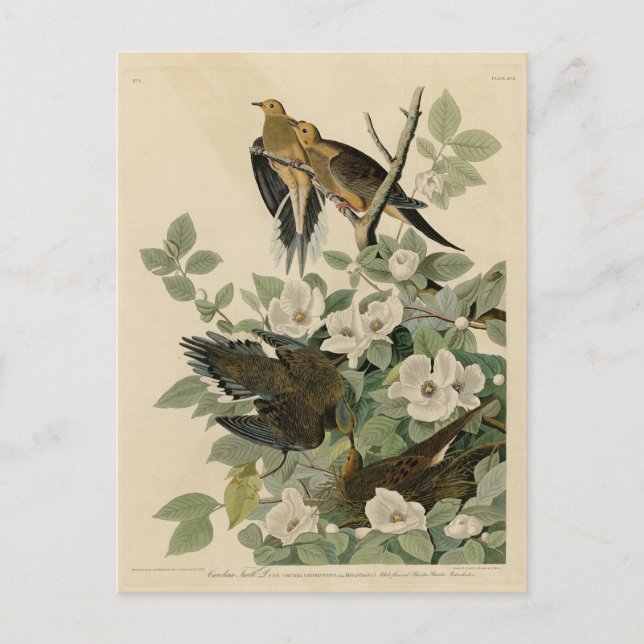 Carolina Turtle Dove Mourning Dove Audubon's Birds Postcard (Front)