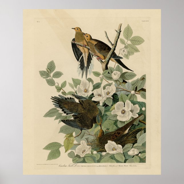 Carolina Turtle Dove Mourning Dove Audubon's Birds Poster (Front)