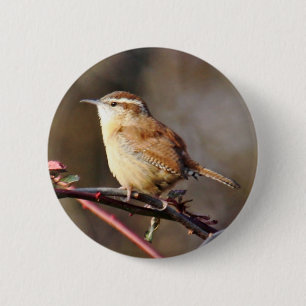 Carolina Wren Button