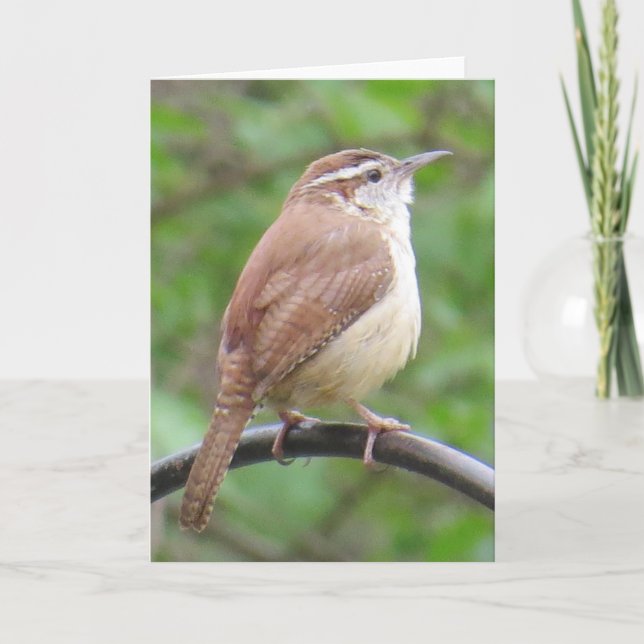 Carolina Wren Greeting Card (Front)