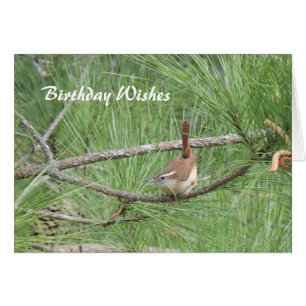 Carolina Wren in Pine Tree