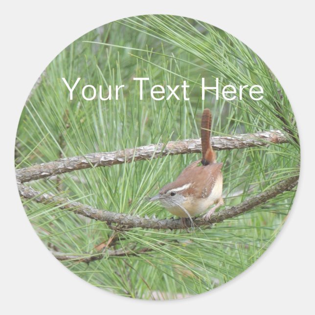 Carolina Wren in Pine Tree Classic Round Sticker (Front)