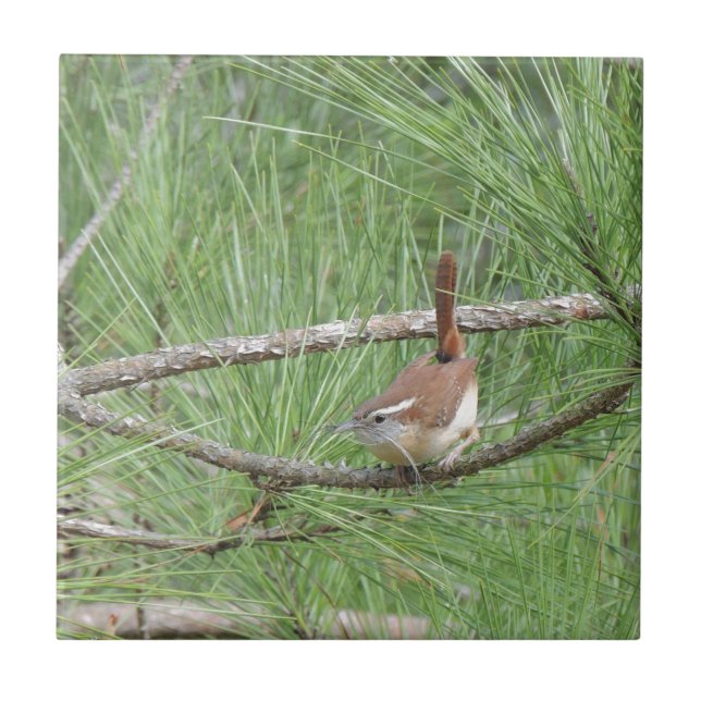 Carolina Wren in Pine Tree Tile (Front)