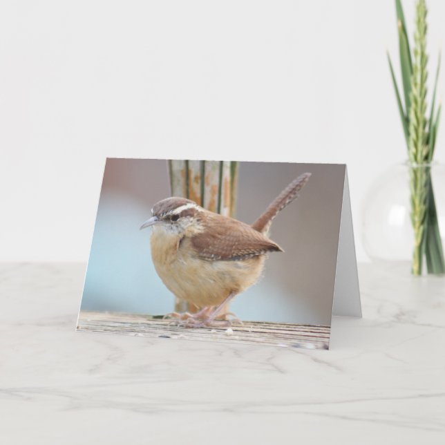 Carolina wren photo greeting card (Front)