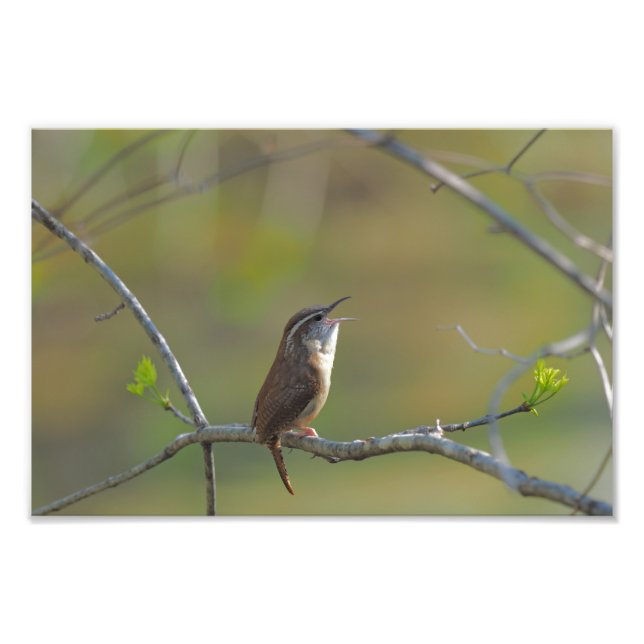 Carolina wren photo print (Front)